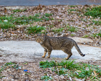 Side view of a cat walking on land