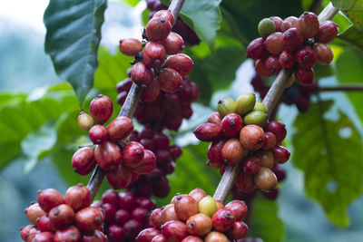 Close-up of cherries growing on tree