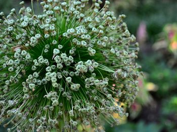 Close-up of plants