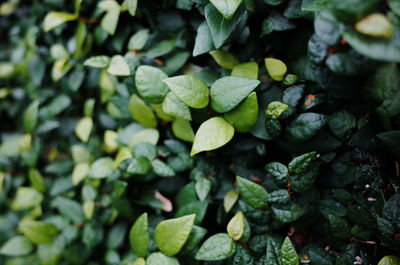 High angle view of leaves growing on plant