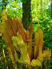 Close-up of fresh green tree trunk in forest