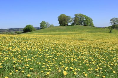 Fresh yellow flowers in field