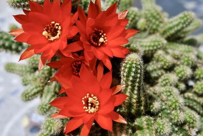 Close-up of red flowering plant