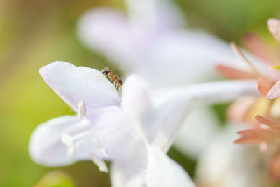 Close-up of insect on white flower