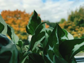 Close-up of green leaves