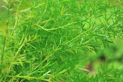 Full frame shot of fresh green plants