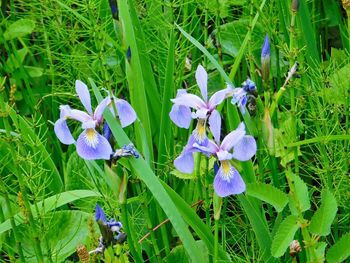 Close-up of purple flowers blooming on field