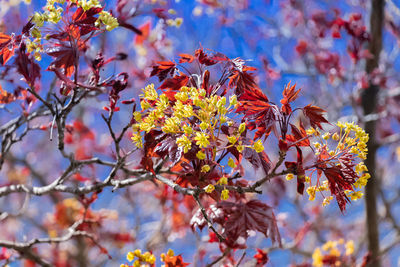 Close-up of cherry blossom tree