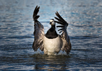 Birds swimming in lake