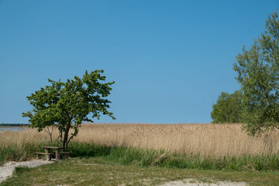 Trees on field against clear blue sky