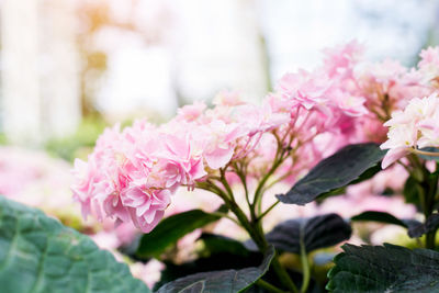 Close-up of pink flowering plant