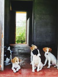 View of dogs relaxing on window