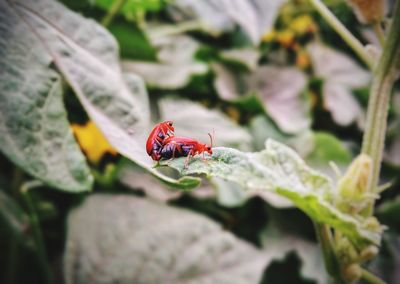 Close-up of ladybug on leaf