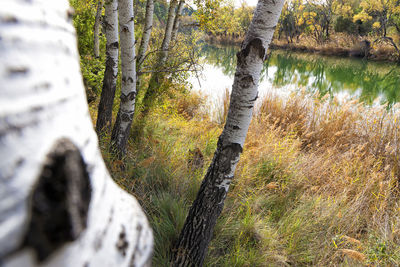 Trees growing in forest