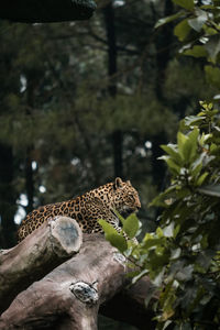 Portrait of a leopard enjoying the day on the tree