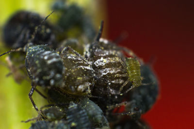 Close-up of wet insect on plant