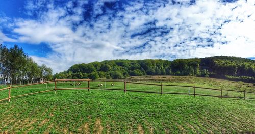 Scenic view of agricultural field against sky