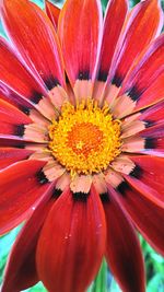 Close-up of fresh red flower blooming outdoors