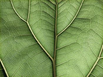 Full frame shot of green viccus leaf