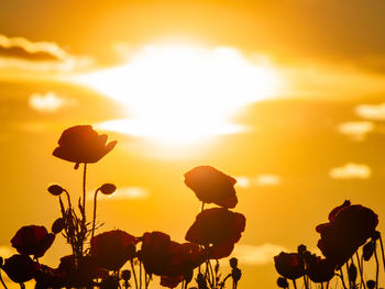 Close-up of silhouette plants against orange sky