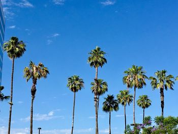 Low angle view of palm trees against blue sky