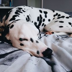 Dog sleeping on the ground
