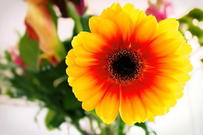 Close-up. of a gerbera flower 