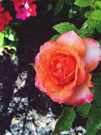 Close-up of pink rose blooming outdoors