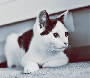 Close-up of a cat looking away