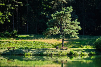 Scenic view of lake by trees