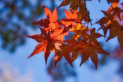 Low angle view of maple leaves on tree
