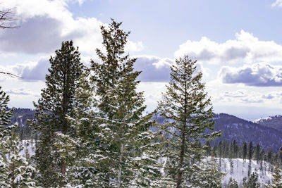 Low angle view of pine trees against sky