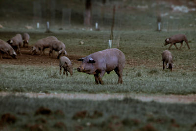 Sheep grazing in a field