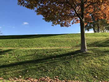 Trees on field against sky during autumn