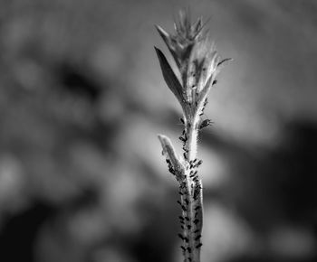 Close-up of flowering plant