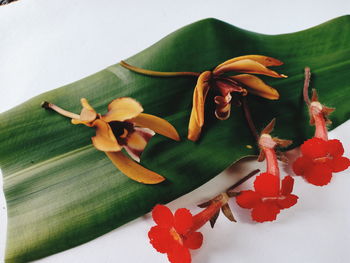 High angle view of flowering plant