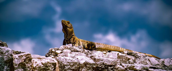 Panoramic shot of lizard on rock