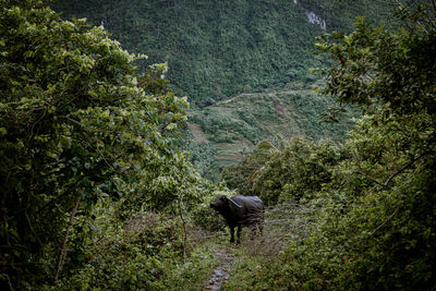 View of an animal in the forest. a photo of the philippines' national animal amidst shrubs of green