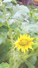 Close-up of yellow flower