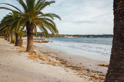 Scenic view of palm trees on beach against sky