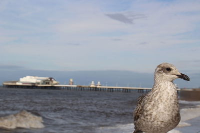 Close-up of bird by sea against sky