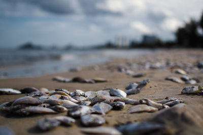 Close-up of pebbles on beach against sky