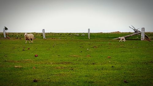 Sheep grazing in a field