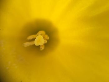 Close-up of yellow flower