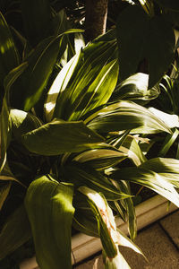 High angle view of potted plant on table
