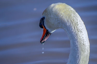 Close-up of swan drinking water in lake
