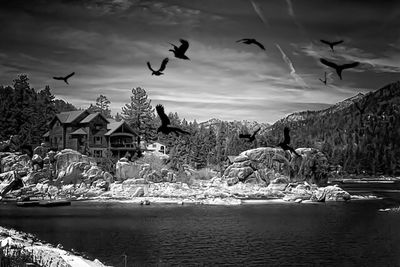 Birds flying over calm lake