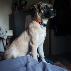 Dog looking away while sitting on bed at home