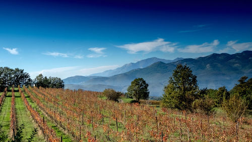 Scenic view of vineyard against sky