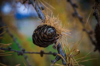 Close-up of snail on plant